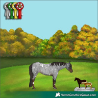 Horse Color:White Spotted Liver Red Roan