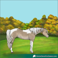 Horse Color:Silver Smoky Grullo Tobiano Frame 