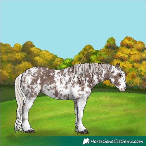 Horse Color:Silver Black Sabino 