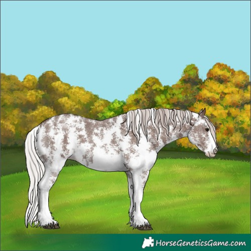 Horse Color:Silver Black Sabino 
