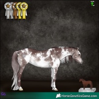 Horse Color:Platinum White Spotted Chocolate Brown Dun 