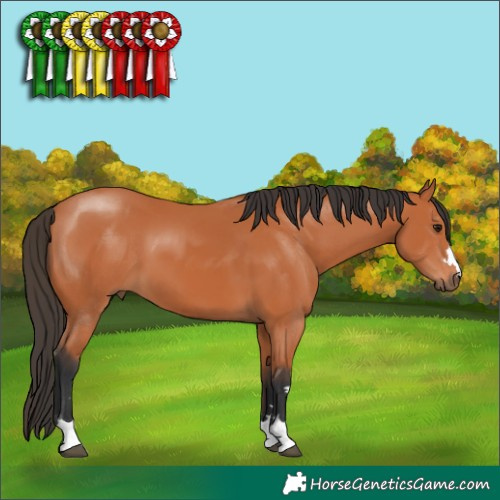 Horse Color:Bay 