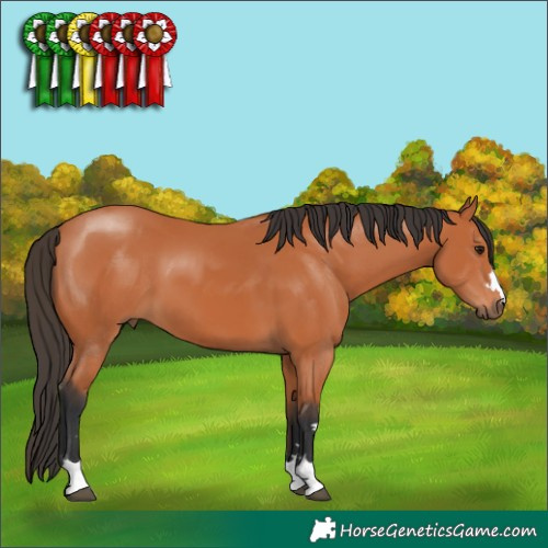 Horse Color:Bay 