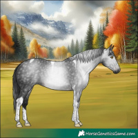 Horse Color:Gray Brown Tobiano 