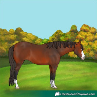Horse Color:Bay 