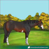 Horse Color:Bay 
