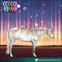 Horse Color:White Spotted Silver Smoky Grullo Appaloosa Rabicano