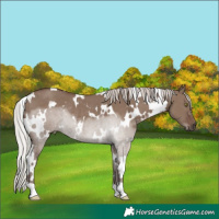 Horse Color:White Spotted Silver Grullo Rabicano 
