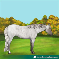 Horse Color:Silver Grullo Roan Rabicano 