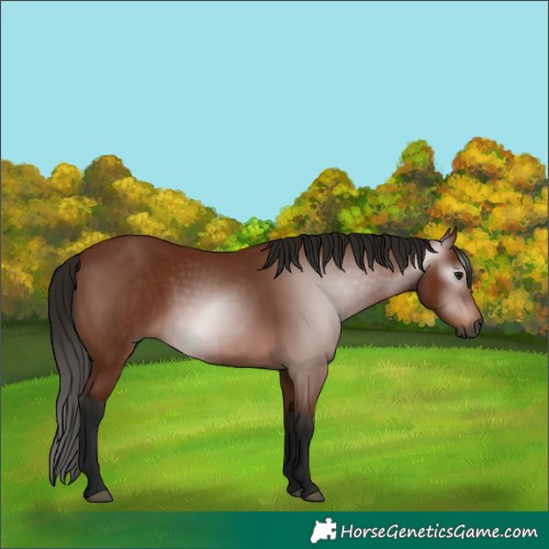 Horse Color:Gray Bay