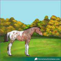Horse Color:Bay Ice Tobiano Blanket 