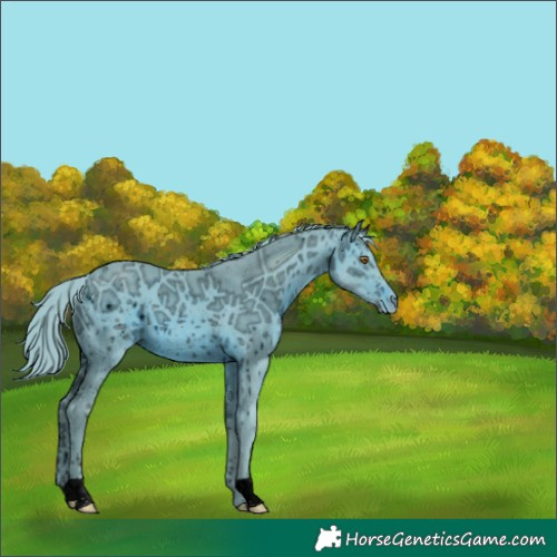Horse Color:ERROR: UNKNOWN ANOMALY