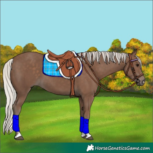 Horse Color:Silver Black 