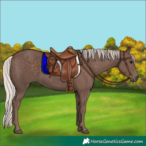 Horse Color:Silver Black 