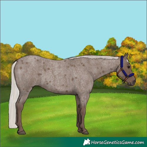 Horse Color:Silver Blue Roan 