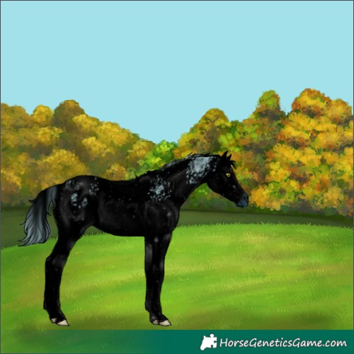 Horse Color:ERROR: UNKNOWN ANOMALY