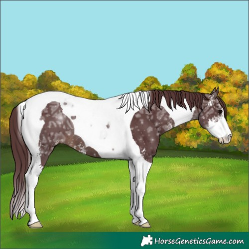 Horse Color:Chocolate Brown Ice Sabino Tobiano 