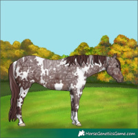 Horse Color:White Spotted Chocolate Brown Ice