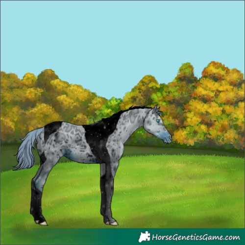 Horse Color:ERROR: UNKNOWN ANOMALY