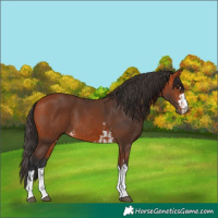 Horse Color:Bay and Bay