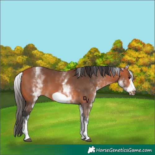 Horse Color:White Spotted Bay Frame 