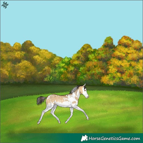 Horse Color:White Spotted Buckskin Dun Sabino Splash Rabicano 