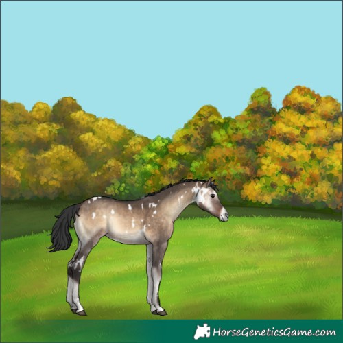 Horse Color:White Spotted Brown Onyx Rabicano 