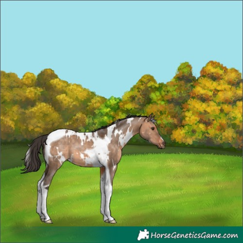 Horse Color:White Spotted Bay Dun Tobiano 