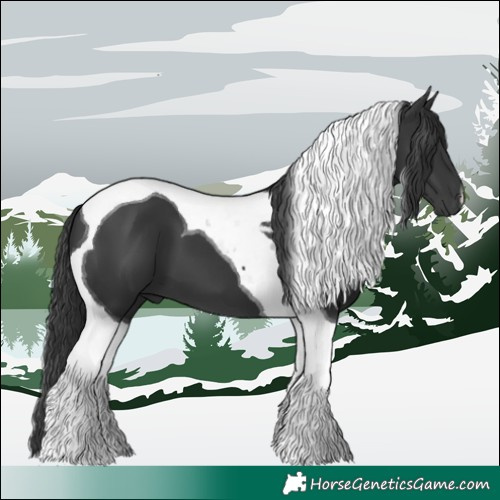 Horse Color:Black Tobiano 
