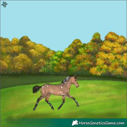 Horse Color:White Spotted Bay Dun Rabicano 