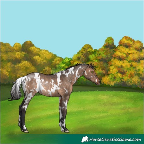 Horse Color:White Spotted Brown Dun Rabicano 