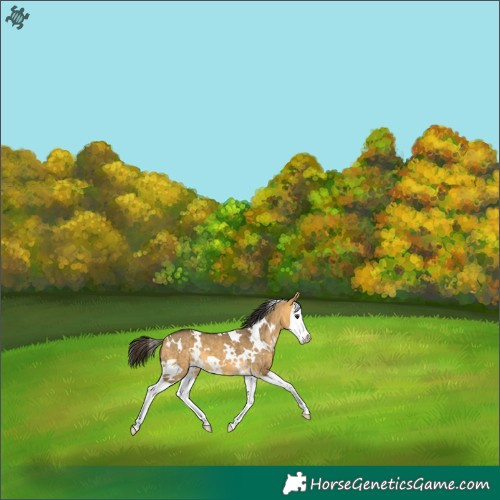Horse Color:White Spotted Buckskin Dun Splash 