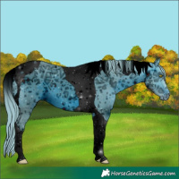 Horse Color:ERROR: UNKNOWN ANOMALY
