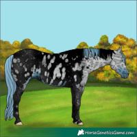 Horse Color:ERROR: UNKNOWN ANOMALY