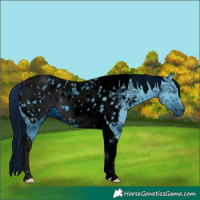 Horse Color:ERROR: UNKNOWN ANOMALY