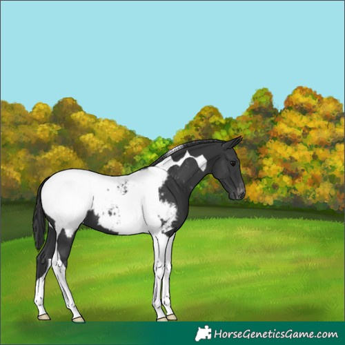 Horse Color:Black Tobiano Appaloosa 