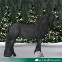 Horse Color:Black 