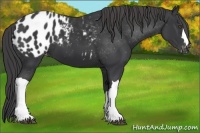 Horse Color:Black Appaloosa