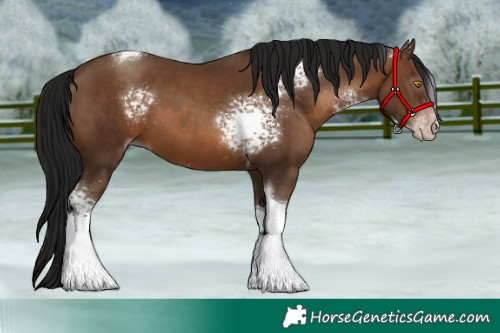 Horse Color:Gray White Spotted Sable Champagne Tobiano 