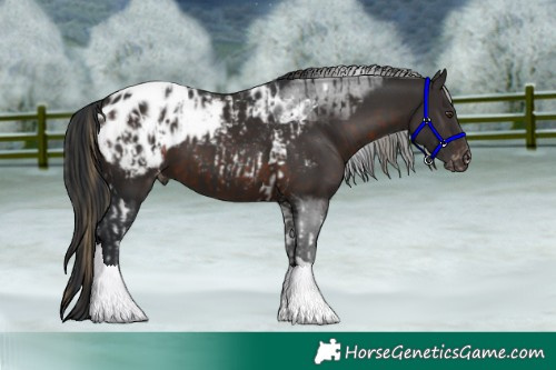 Horse Color:Liver Chestnut Tobiano Appaloosa and Brown Tobiano Appaloosa