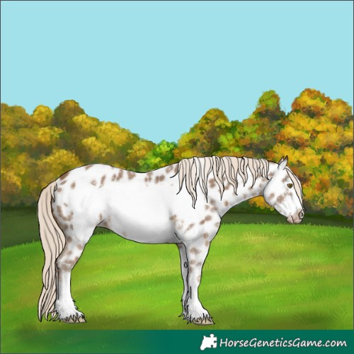 Horse Color:Chocolate Palomino Sabino Frame Appaloosa 