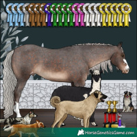 Horse Color:Silver Brown Appaloosa 