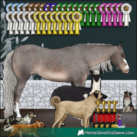 Horse Color:Silver Brown Appaloosa 