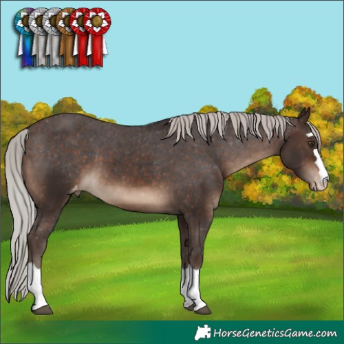 Horse Color:Silver Brown Varnish 