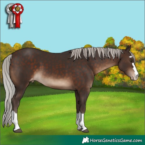 Horse Color:Silver Brown Appaloosa 