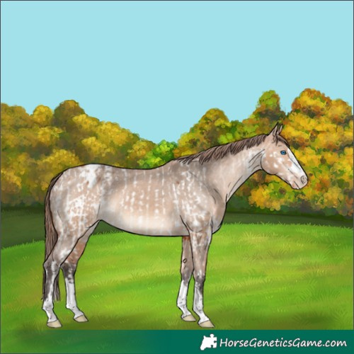 Horse Color:Red Dun Splash Blanket Rabicano Brindle and Bay Dun Varnish
