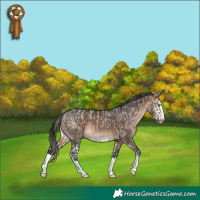 Horse Color:Brown Dun Splash Appaloosa  and Brown Dun Splash 