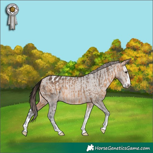 Horse Color:Bay Dun Splash  and Bay Dun Appaloosa 