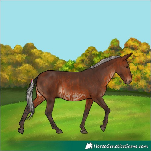 Horse Color:Bay  and Silver Brown 