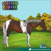 Horse Color:Silver Brown Tobiano 